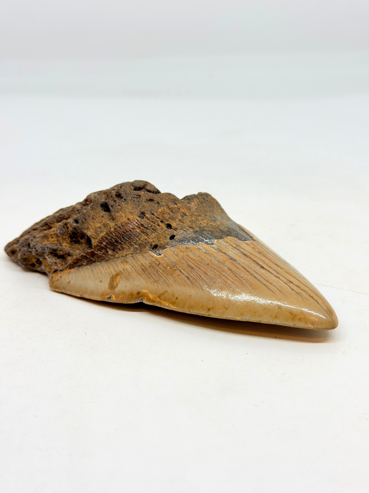 Megalodon Tand "Berserker Fang" (VS) - 12 cm