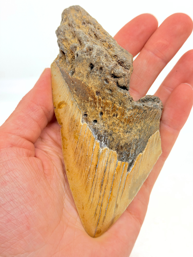 Dent de mégalodon "Berserker Fang" (USA) - 12 cm