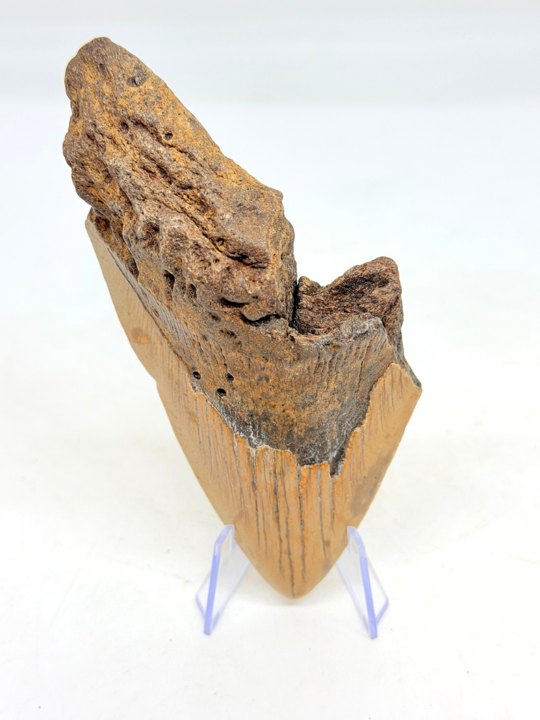 Megalodon Tooth "Berserker Fang" (USA) - 12 cm