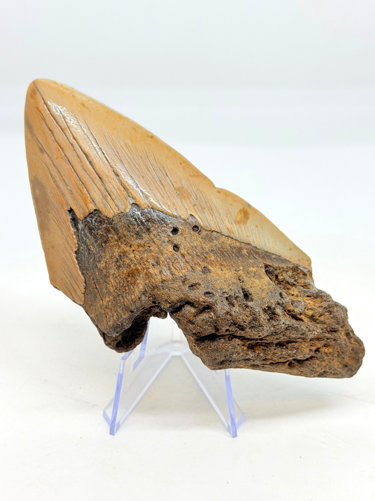 Diente de Megalodón "Berserker Fang" (USA) - 12 cm
