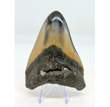 Megalodon Tand "Abyssal Core" (VS) - 10.7cm