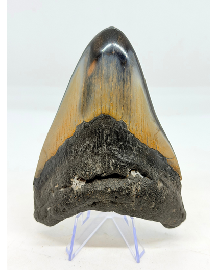 Megalodon Tooth "Abyssal Core" (US) - 10.7cm