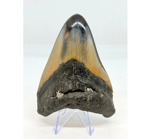 Dente di megalodonte "Abyssal Core" (USA) - 10.7cm