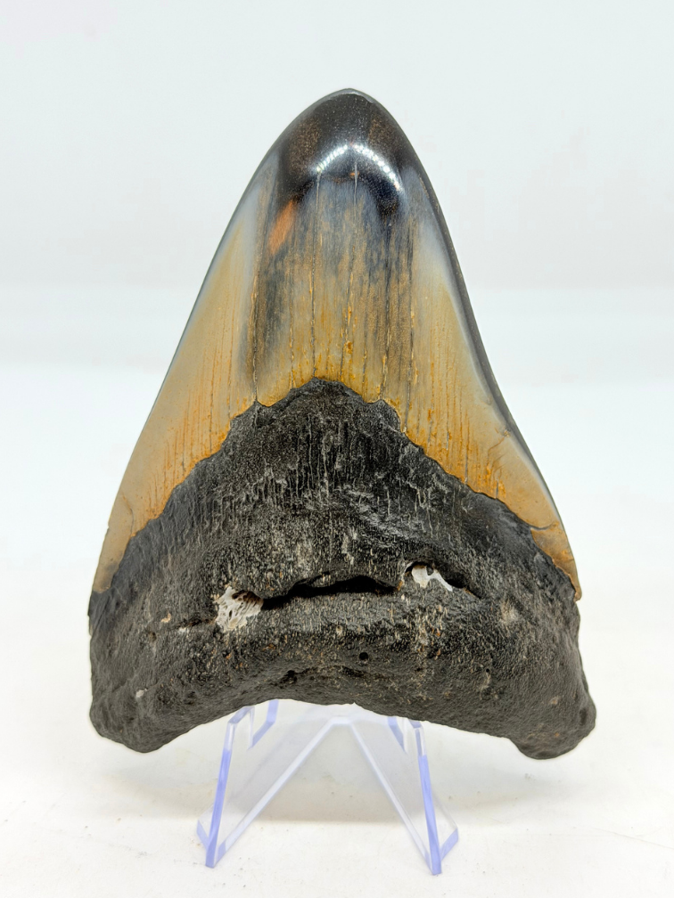 Megalodon Tooth "Abyssal Core" (US) - 10.7cm