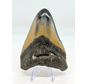 Dente di megalodonte "Abyssal Core" (USA) - 10.7cm