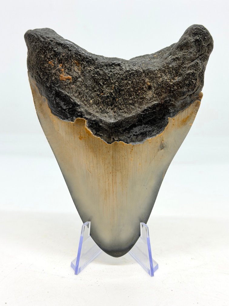 Dente di megalodonte "Abyssal Core" (USA) - 10.7cm