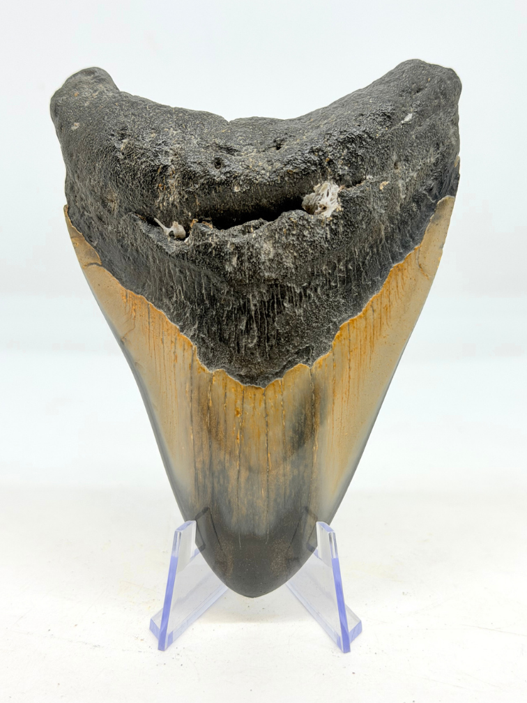 Megalodon-Zahn " Abyssal Core" (US) - 10.7cm