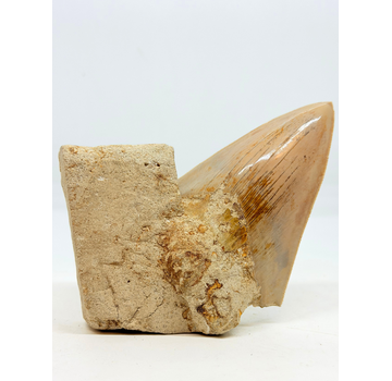 In Matrix - Megalodon Tand (Indonesië) - 12,6 cm