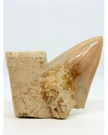 In Matrix - Dent de mégalodon (Indonésie) - 12,6 cm