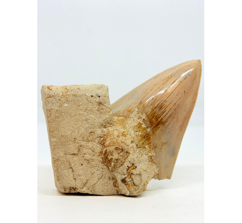 In Matrix - Megalodon Tooth (Indonesia) - 12,6 cm