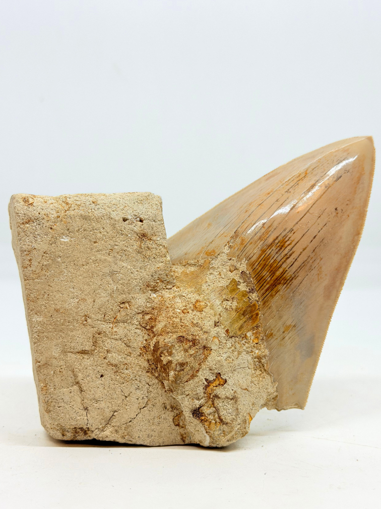 In Matrix - Diente de Megalodón (Indonesia) - 12,6 cm