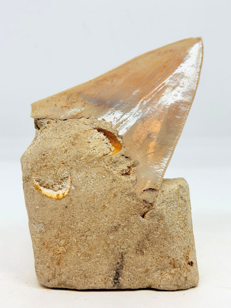 In Matrix - Dent de mégalodon (Indonésie) - 12,6 cm
