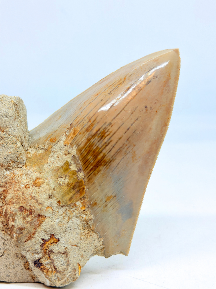 In Matrix - Megalodon Tooth (Indonesia) - 12,6 cm