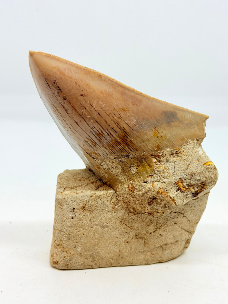 In Matrix - Megalodon-Zahn (Indonesien) - 12,6 cm