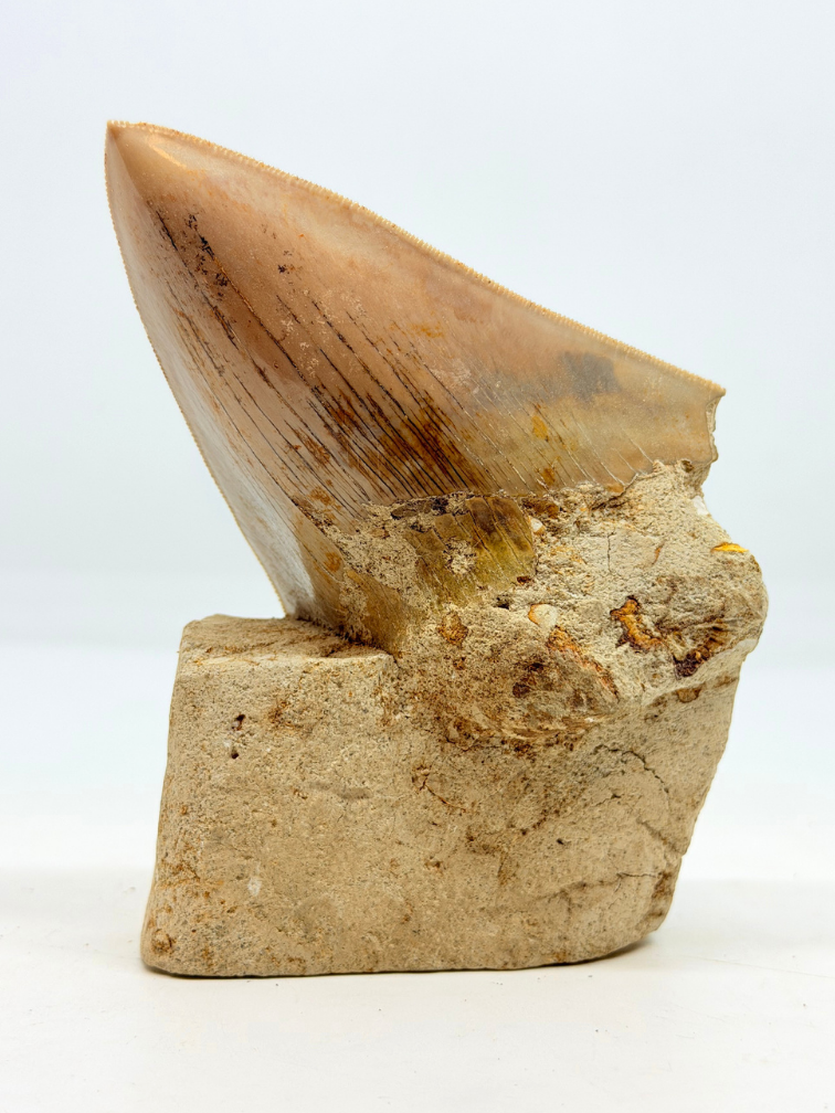 In Matrix - Dent de mégalodon (Indonésie) - 12,6 cm