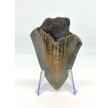 Dent de mégalodon "The Daemon" (US) - 7 cm