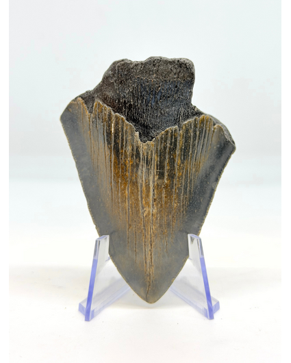 Megalodon tand "The Daemon" (VS) - 7 cm