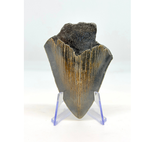 Megalodon tand "The Daemon" (VS) - 7 cm