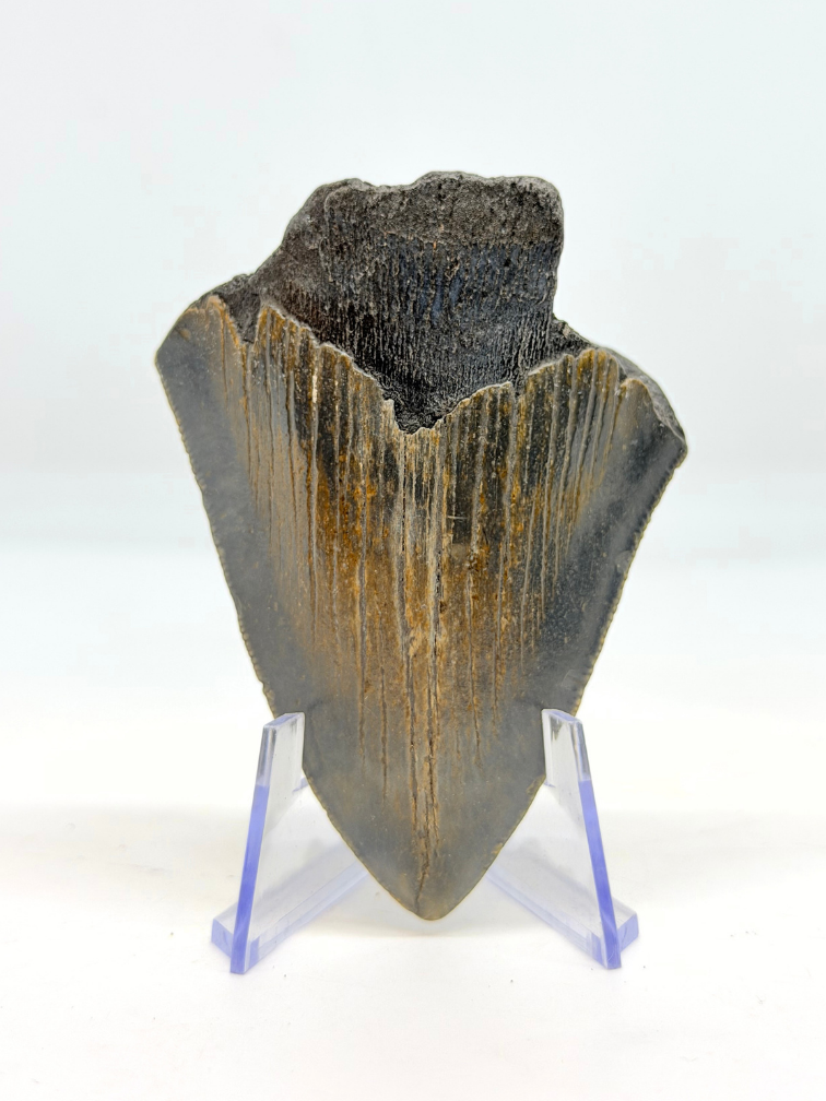 Megalodon tand "The Daemon" (VS) - 7 cm