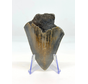 Megalodon tand "The Daemon" (VS) - 7 cm