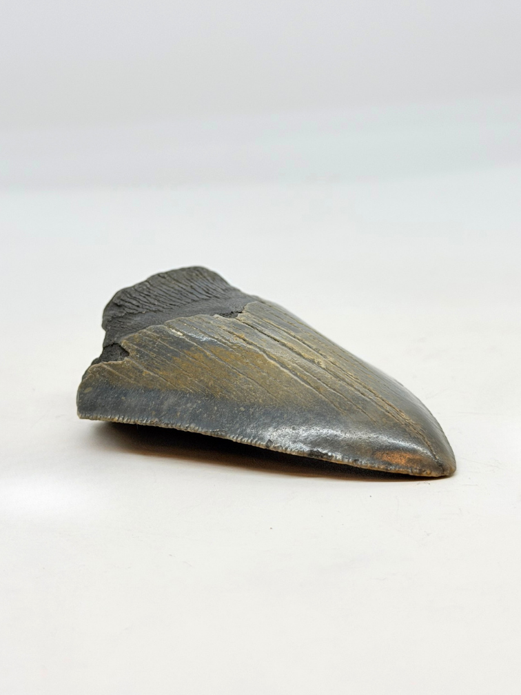 Diente de Megalodon "The Daemon" (US) - 7 cm