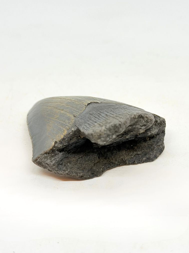 Megalodon-Zahn "The Daemon" (US) - 7 cm