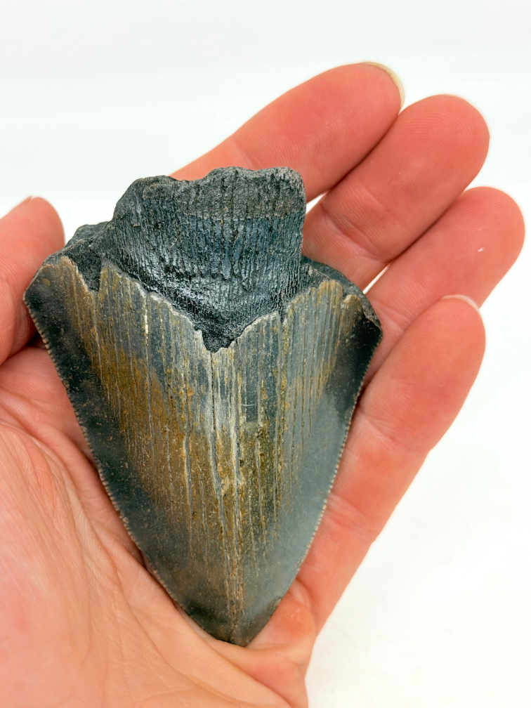 Dent de mégalodon "The Daemon" (US) - 7 cm