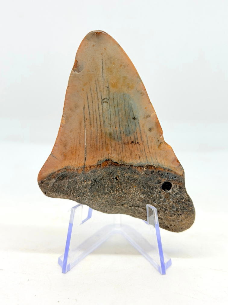Dent de mégalodon "Crest of Ranging" (US) - 7,7 cm