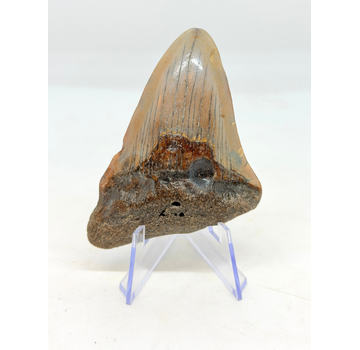 Dente di Megalodon "Crest of Ranging" (USA) - 7,7 cm
