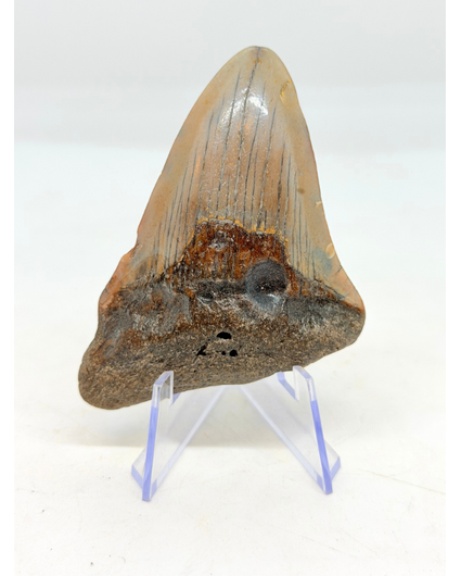 Megalodon Zahn "Crest of Ranging" (US) - 7,7 cm