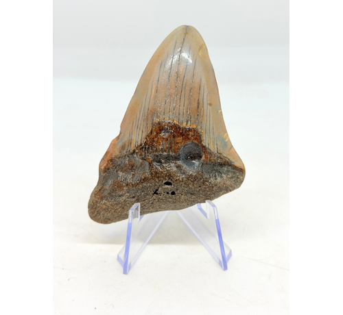 Dent de mégalodon "Crest of Ranging" (US) - 7,7 cm