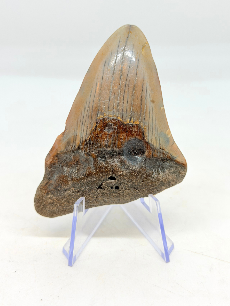 Diente de Megalodon "Crest of Ranging" (US) - 7,7 cm -