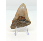 Dent de mégalodon "Crest of Ranging" (US) - 7,7 cm