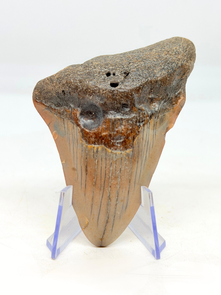 Megalodon tooth "Crest of Ranging" (US) - 7.7 cm