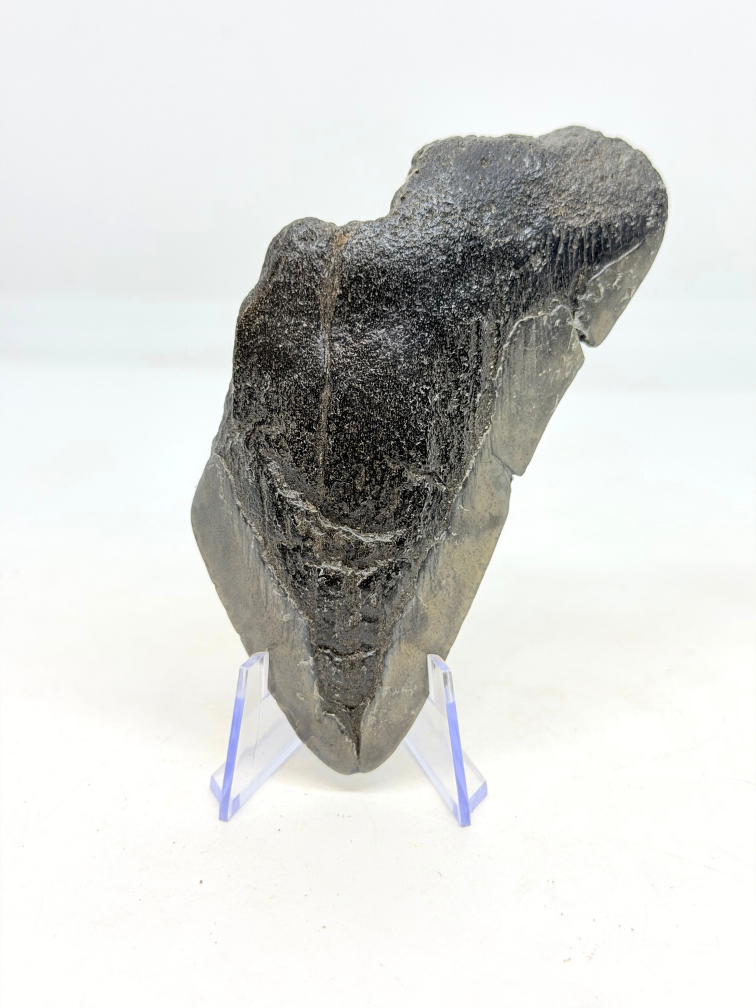 Megalodon Tooth "Alternate Lifeform" (US) - 10.6 cm
