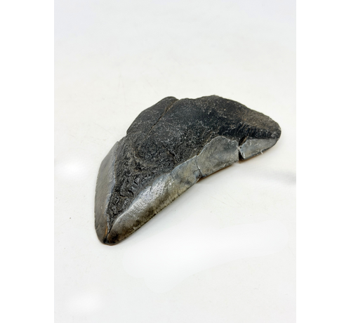 Megalodon Tooth "Alternate Lifeform" (US) - 10.6 cm