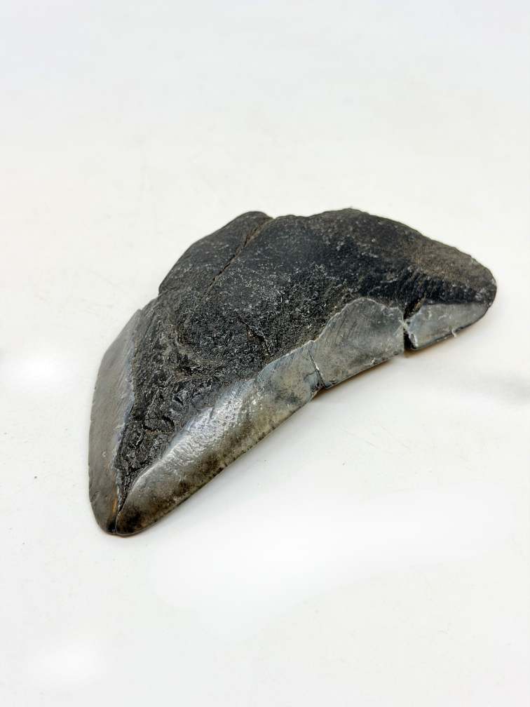 Dent de mégalodon "Alternate Lifeform" (US) - 10,6 cm