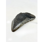 Megalodon-Zahn " Alternate Lifeform" (US) - 10,6 cm