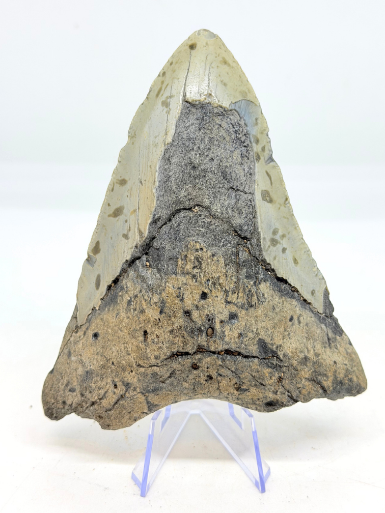 Dente di Megalodon ''Distorted Time'' (USA) - 12,5 cm