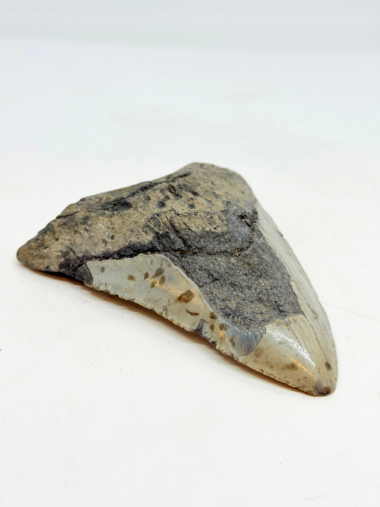 Megalodon tooth ''Distorted Time'' (US) - 12,5 cm