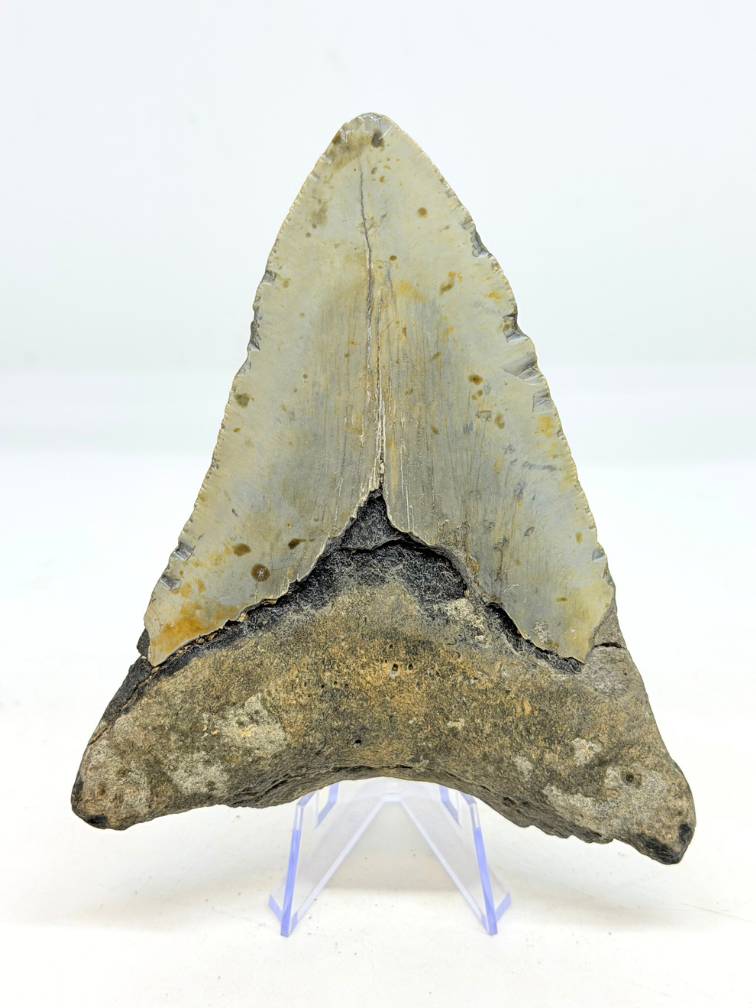 Megalodon-Zahn ''Distorted Time'' (US) - 12,5 cm