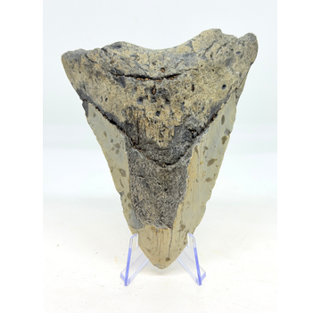 Dent de mégalodon ''Distorted Time'' (US) - 12,5 cm