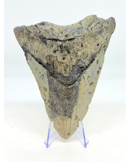 Megalodon-Zahn ''Distorted Time'' (US) - 12,5 cm