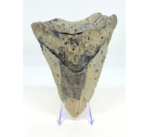 Megalodon tooth ''Distorted Time'' (US) - 12,5 cm