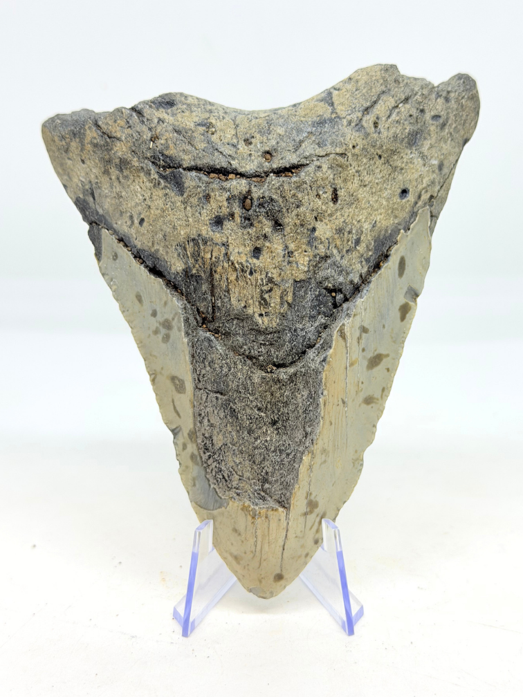 Megalodon-Zahn ''Distorted Time'' (US) - 12,5 cm