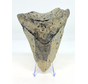 Dente di Megalodon ''Distorted Time'' (USA) - 12,5 cm