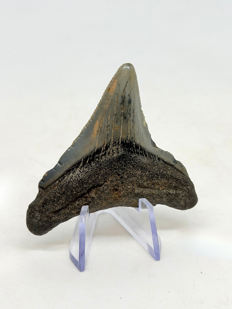 Megalodon Tooth "Demon Lair" (US) - 4,7 cm