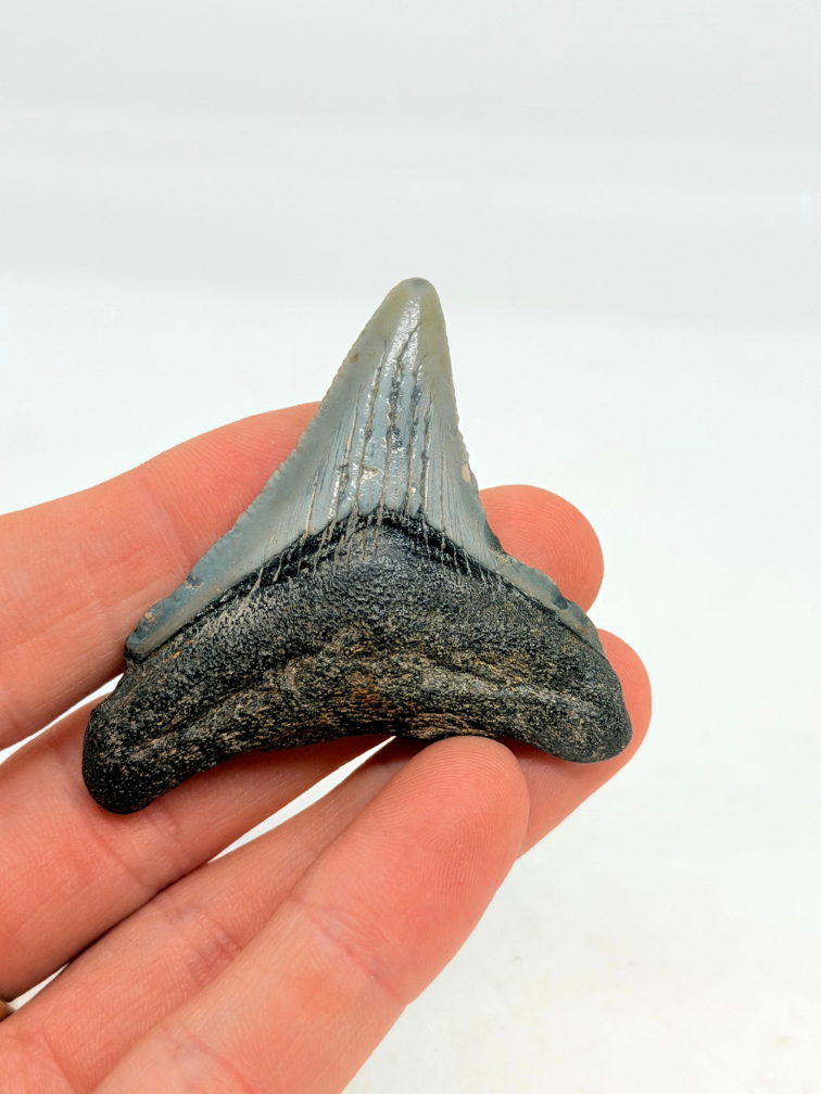 Dente di megalodonte "Demon Lair" (USA) - 4,7 cm