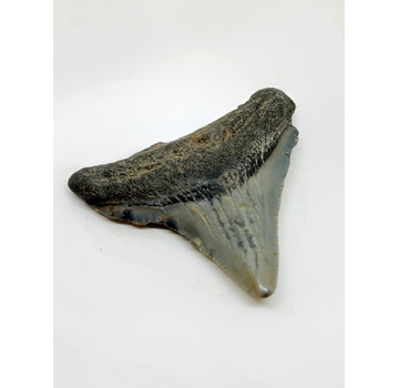 Diente de megalodón "Demon Lair" (US) - 4,7 cm