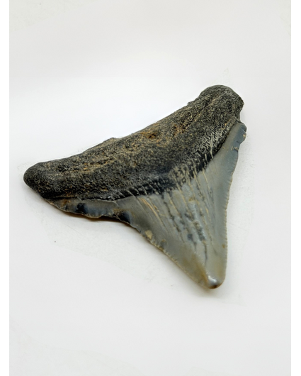 Megalodon-Zahn " Demon Lair" (US) - 4,7 cm